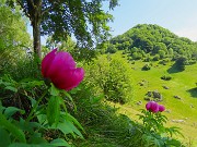 52 Paeonia officinalis- Peonia selvatica-Peonia dello Zucco